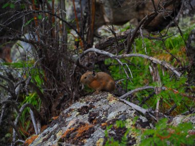 cute pika on big stone at Altai Mountains, Russia   clipart