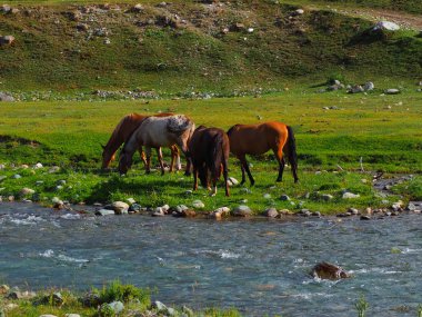 yeşil çimenli Valley stream, Altay Dağları, Rusya yakın otlayan atlar 