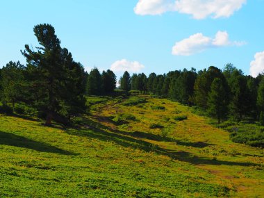 herdem yeşil orman ve Altay Dağları, Rusya'nın manzarası 