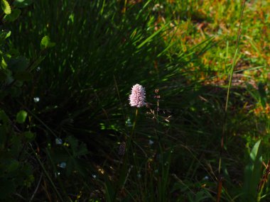 Altay Dağları, Rusya büyüyen güzel beyaz kır çiçeği 