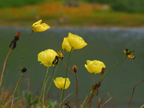 stock image lovely yellow wildflowers growing in Altai Mountains, Russia 