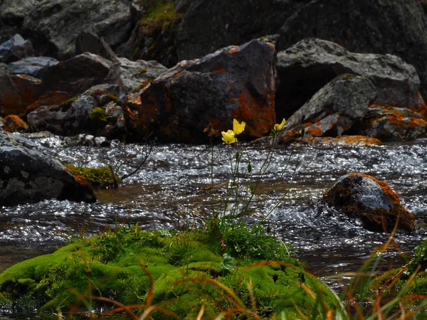 Lovely Yellow Wildflowers Growing Stream Altai Mountains Russia — Stock Photo, Image