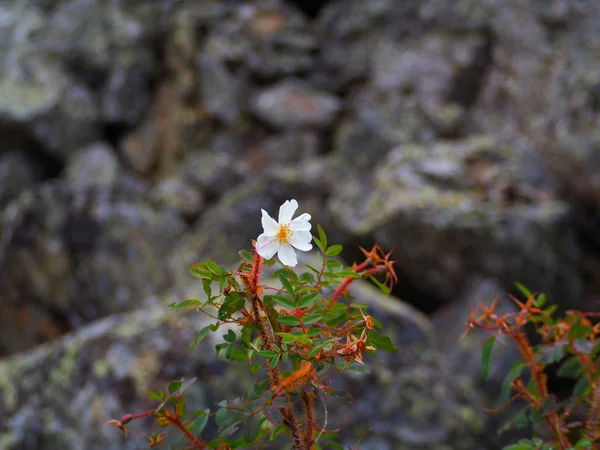 Bela Flor Branca Crescendo Altai Montanhas Rússia — Fotografia de Stock