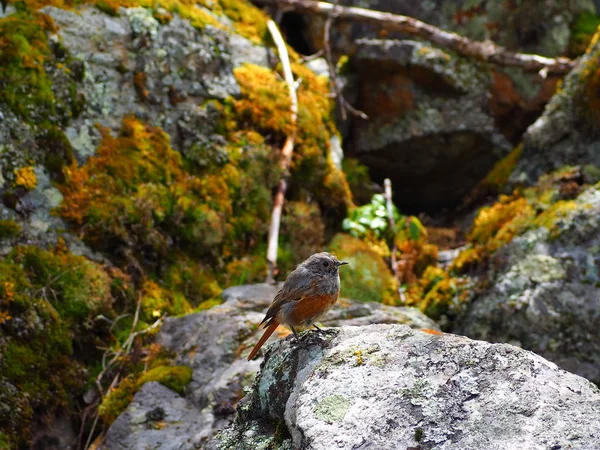 Lindo Pajarito Piedra Las Montañas Altai Rusia — Foto de Stock