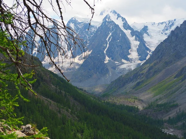 Wiecznie Zielony Las Panoramę Gór Ałtaj Rosja — Zdjęcie stockowe