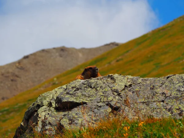Marmota Piedra Grande Las Montañas Altai Rusia — Foto de Stock