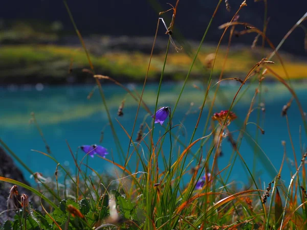 Hermosas Flores Silvestres Azules Que Crecen Las Montañas Altai Rusia — Foto de Stock