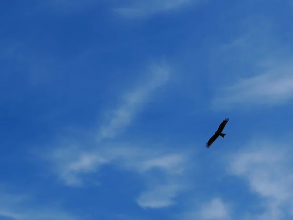 Grand Oiseau Proie Volant Dans Ciel Bleu — Photo