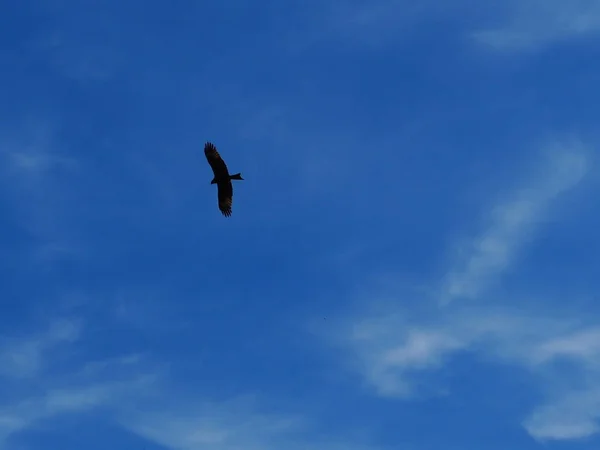 big bird of prey flying in blue sky