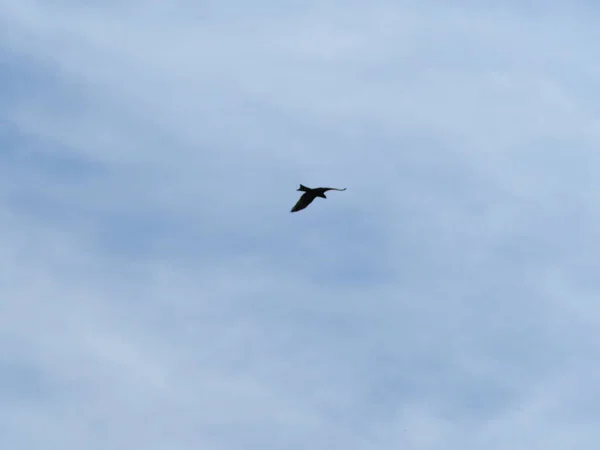 Grand Oiseau Proie Volant Dans Ciel Bleu — Photo