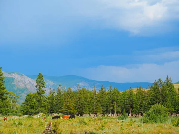 picturesque view of Altai Mountains skyline and green grassy valley with coniferous trees on a sunny day, Russia