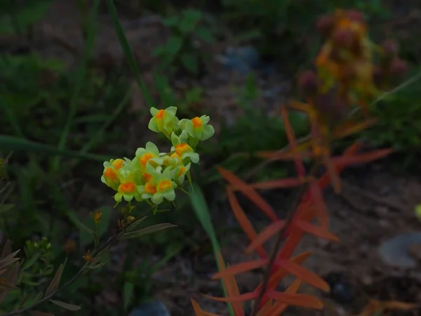 Encantadoras Flores Silvestres Amarelas Crescendo Altai Mountains Rússia — Fotografia de Stock