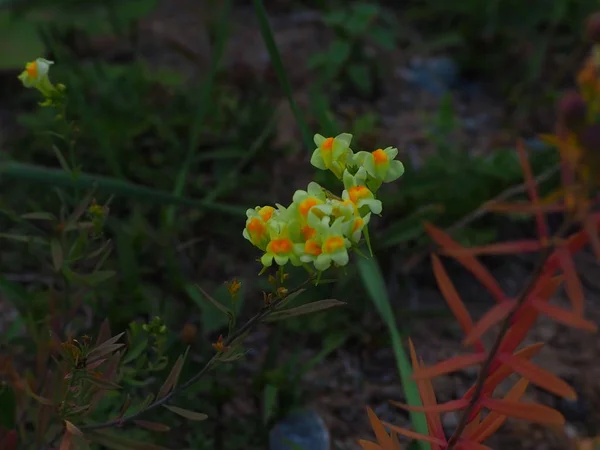Encantadoras Flores Silvestres Amarelas Crescendo Altai Mountains Rússia — Fotografia de Stock