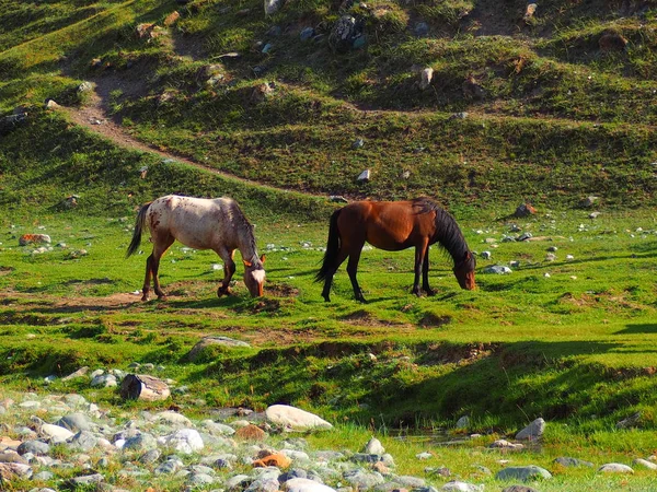 Άλογα Που Βόσκουν Πράσινο Χορτώδους Κοιλάδα Από Βουνά Αλτάι Ρωσία — Φωτογραφία Αρχείου