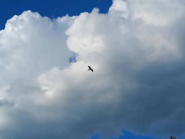 Gros Oiseau Proie Volant Dans Ciel Nuageux — Photo