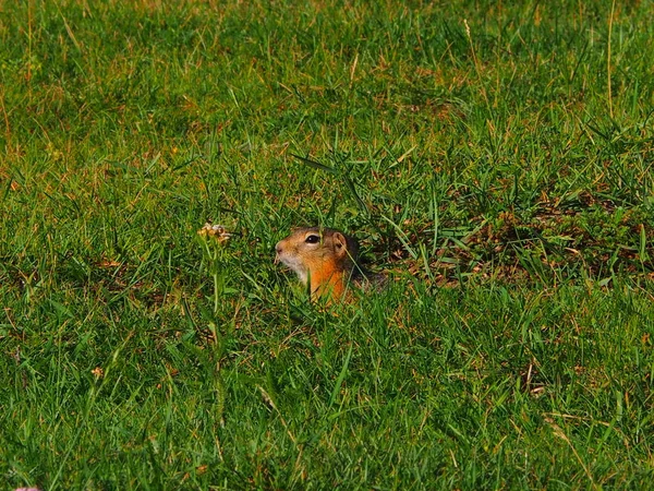 Citellus Ground Squirrel Grass Altai Mountains Russia — Stock Photo, Image