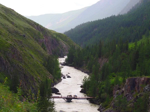 amazing landscape of evergreen forest and clean stream at Altai Mountains, Russia