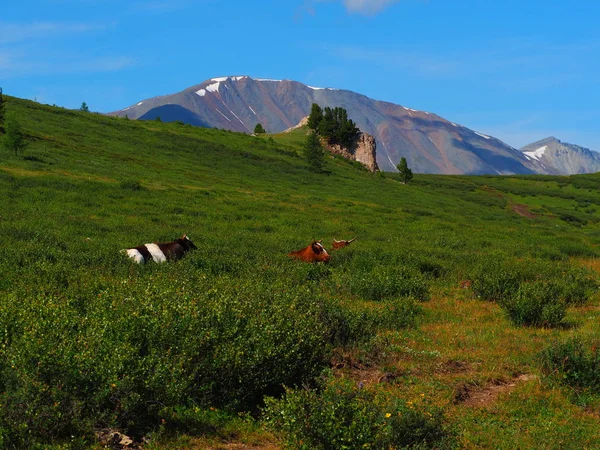 Pintoresca Vista Del Horizonte Las Montañas Altai Las Vacas Pastando — Foto de Stock