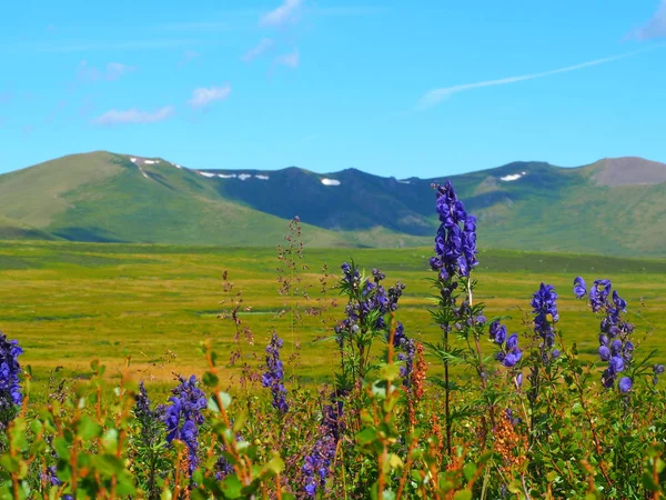 Flores Silvestres Roxas Bonitos Crescendo Altai Mountains Rússia — Fotografia de Stock