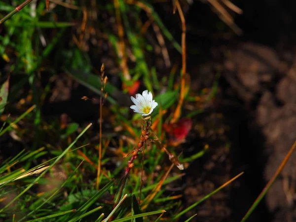 Bela Flor Branca Crescendo Altai Montanhas Rússia — Fotografia de Stock