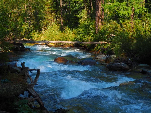 amazing landscape of evergreen forest and clean stream at Altai Mountains, Russia