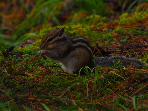 Cute Ground Squirrel Altai Mountains Russia — Stock Photo, Image