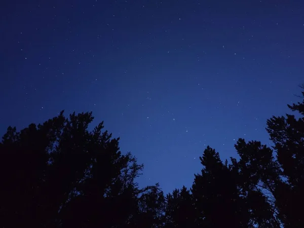 Estrellas Cielo Sobre Bosque —  Fotos de Stock