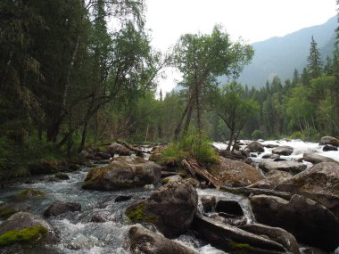 Altai dağ sıraları ve nehir manzarası
