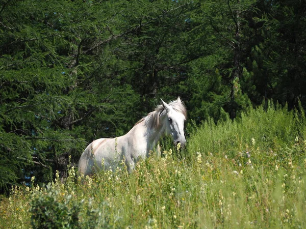 Άγριο Άλογο Στα Βουνά Altai Gorny Altai — Φωτογραφία Αρχείου