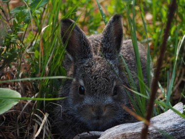 Yaban Tavşanı, Altai Dağı