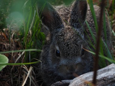Yaban Tavşanı, Altai Dağı