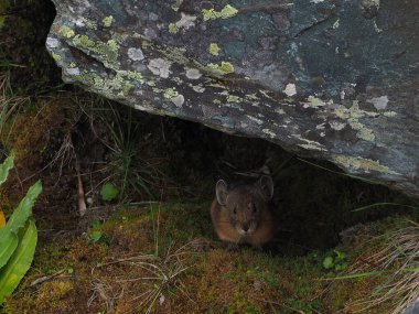 Pika, Akkem Vadisi, Belukha Dağı, Altai Dağları