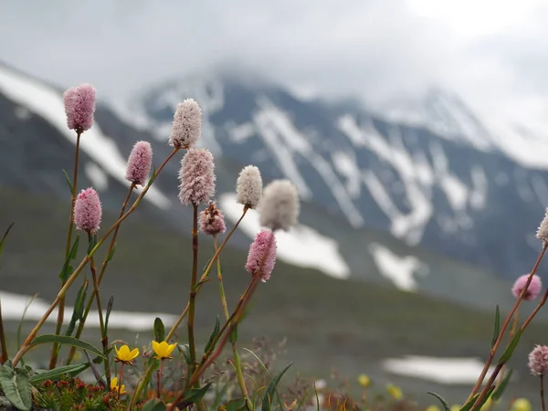 Hegyi Virágok Háttérben Hófödte Hegyek Altai Hegység — Stock Fotó