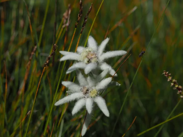 Altai Flores Edelweiss Montanha Altai — Fotografia de Stock