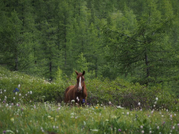 Άγριο Άλογο Στα Βουνά Altai Gorny Altai — Φωτογραφία Αρχείου