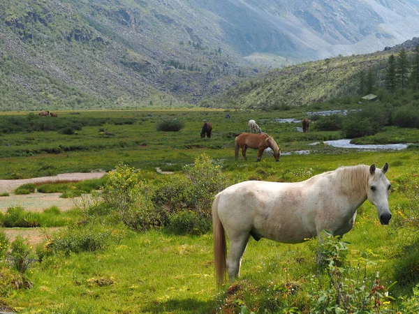 Άγρια Άλογα Στην Κοιλάδα Akkem Belukha Βουνό Βουνά Altai — Φωτογραφία Αρχείου