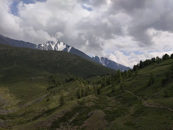 Paisaje Cordilleras Altai Bosque Cedro — Foto de Stock