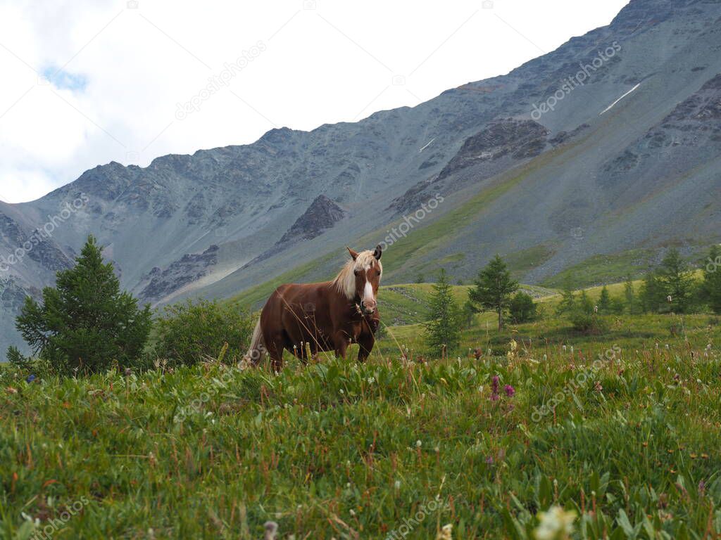 wild horse in the Altai mountains, Gorny Altai