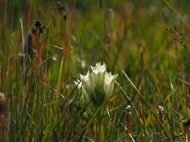Altai Çiçeği, Gorny Altai