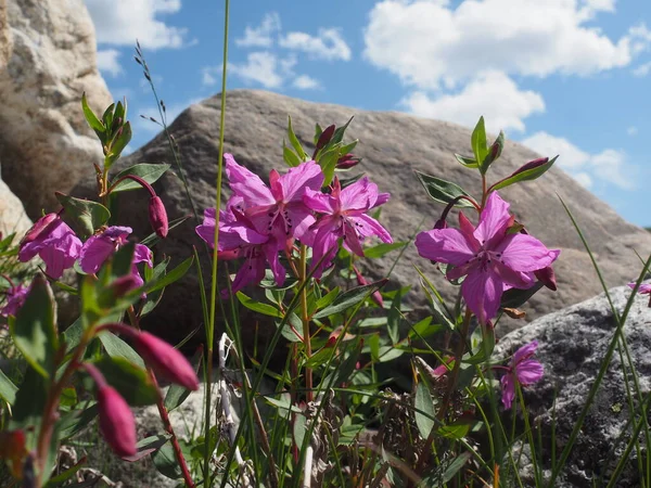 Flores Altai Gorny Altai — Fotografia de Stock