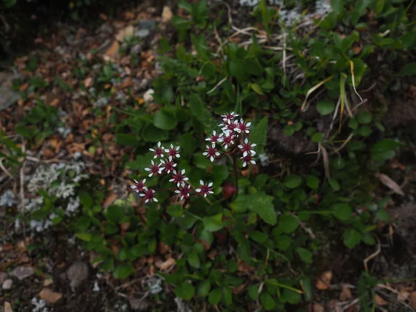 Blommor Altai Gorny Altai — Stockfoto