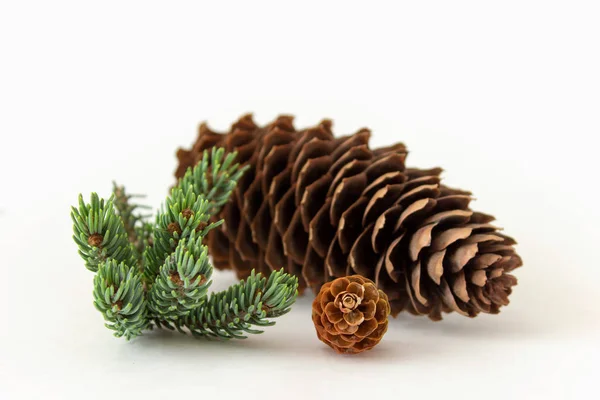Eenvoudige Samenstelling Van Grote Kleine Dennenappels Met Pine Takje Geïsoleerd — Stockfoto