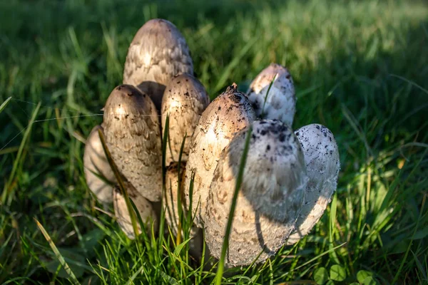 Rodina Hub Trávě Rozmazané Pozadí — Stock fotografie