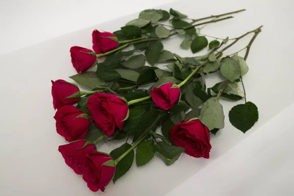 Nove Rosas Recém Cortadas Banheiro — Fotografia de Stock