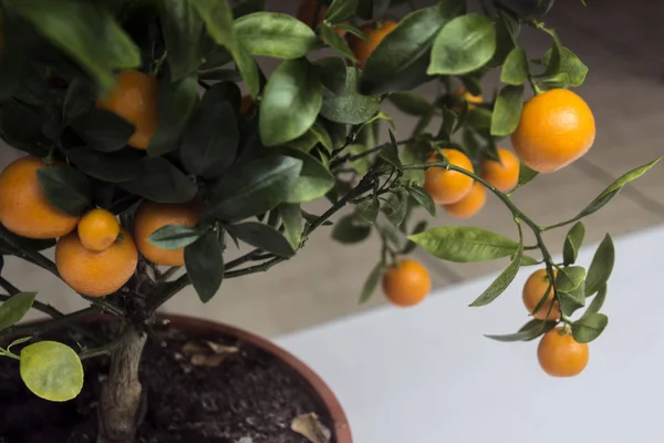 Turuncu meyve ile mini narenciye ağacı
