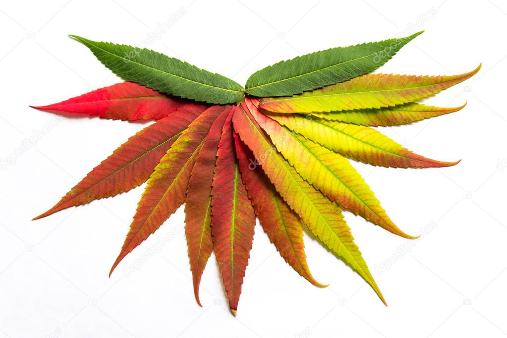 Gradient colored leaves arranged in a half circle. Autumn leaf coloration. Autumn colors - chlorophyll, anthocyanins and carotenoids.