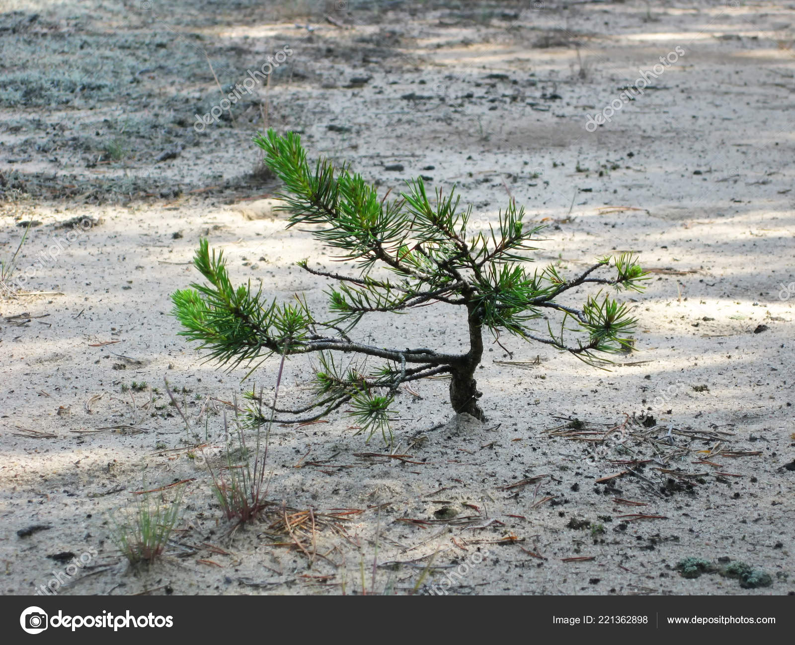 Tiny Wild Pine Natural Bonsai Background Sand Image Taken Forest Stock Photo C Dariaren 221362898