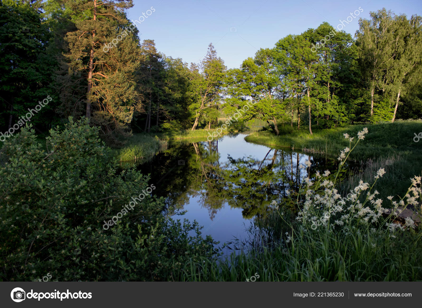 Peaceful Nature Scene Clear Pond Surrounded Forest Stock Photo C Dariaren