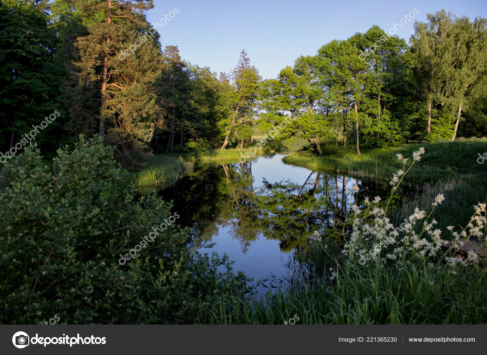 Peaceful Nature Scene Clear Pond Surrounded Forest Stock Photo C Dariaren Peaceful Nature Scene Clear Pond Surrounded Forest Stock Photo C Dariaren
