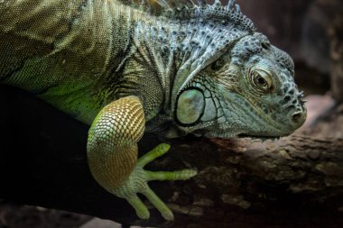 Yeşil iguana ahşap dalda oturan.